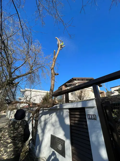 Copac cu coroana redusa dupa toaletare de iarna, langa un gard