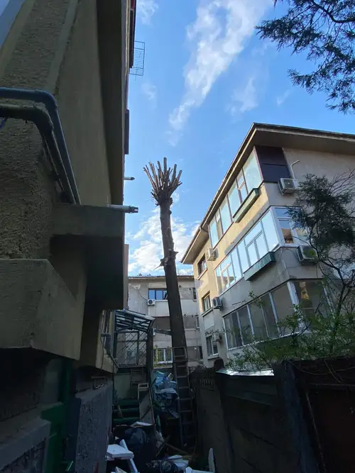 Copac taiat complet, intre blocuri de locuinte