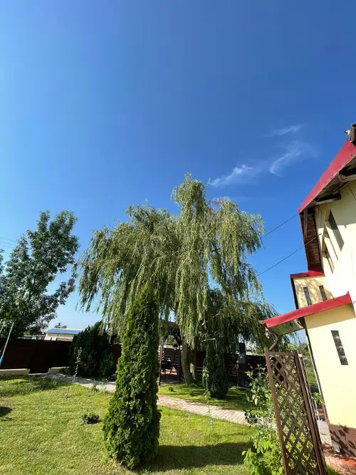 Salcie plangatoare ingrijita intr-o curte rezidentiala