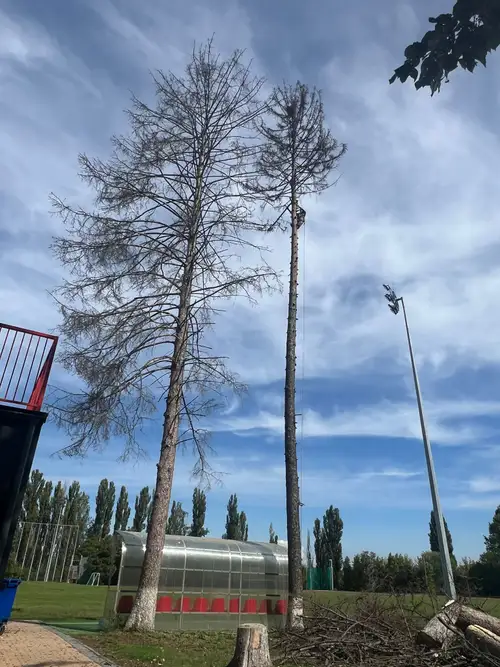 Copaci uscati taiati langa un teren de sport, cu resturi de crengi la sol