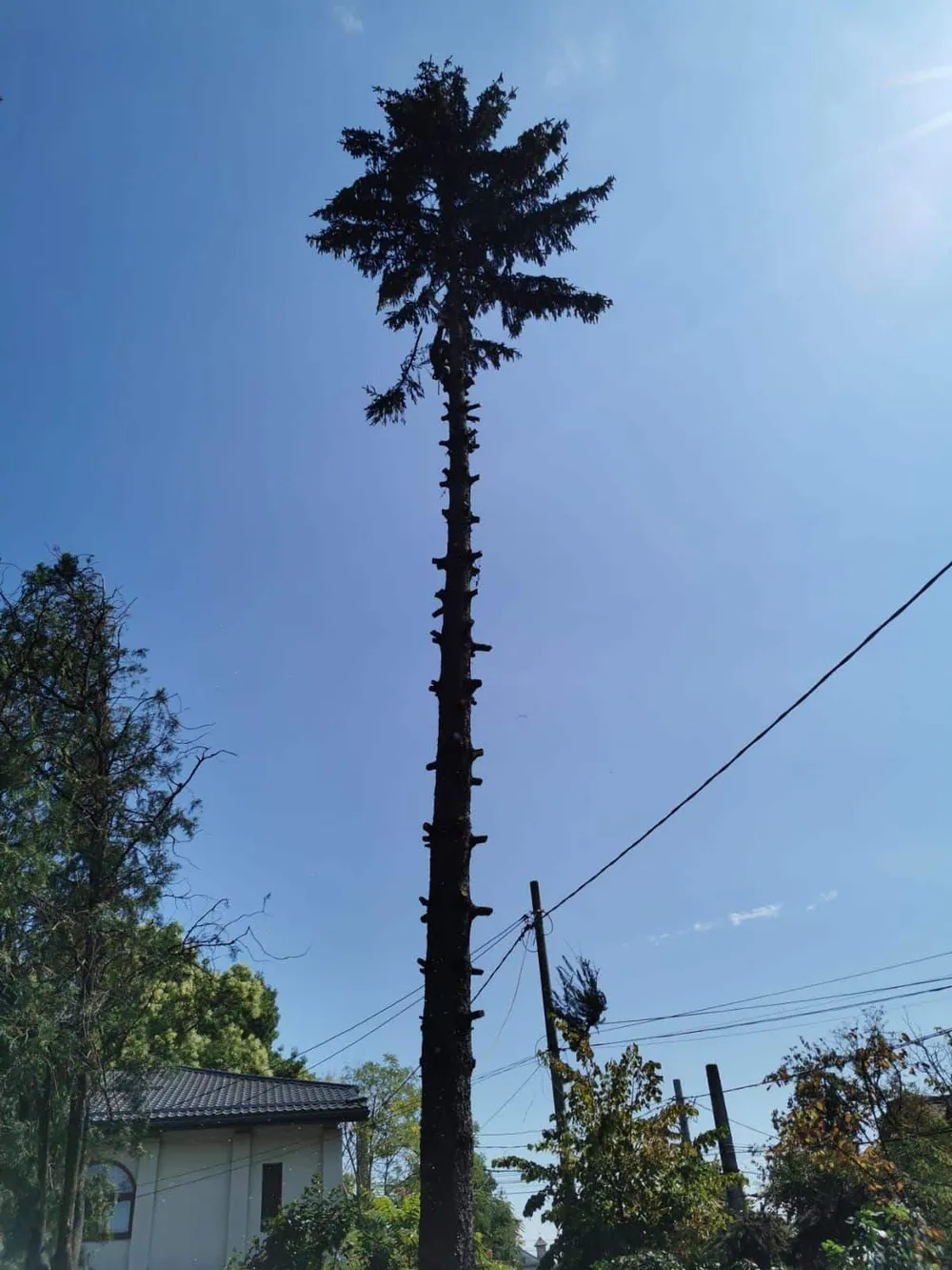 Toaletare pomi decorativi - Toaletare Tuia